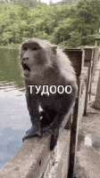рисеил-riseil.gif