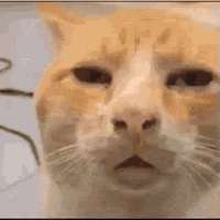 17134169733790.gif