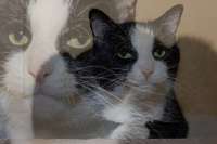 the cat.jpg