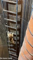 What a Thrill.mp4