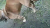петуч наказан.mp4