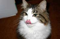 cat-licking-lips.jpg