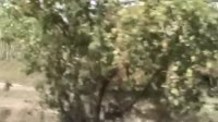 1551277145378.webm