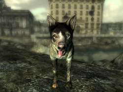 dogmeat.jpg