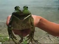 Amazing  Frog screams out  Weed Poop  for all to hear.mp4