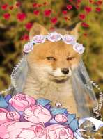 bride-fox.png