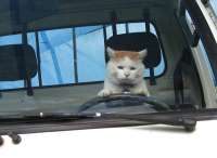 image.jpeg