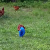 15587141137890.webm