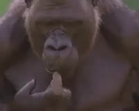 wtf.mp4