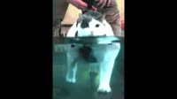 videoplayback.webm