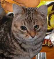 cat ebalo.png