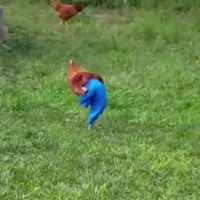 15587141137890.webm