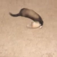 aj8GOAq460svvp9.webm