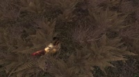 1.куры.webm