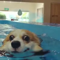 aPRD0qB460svvp9.webm