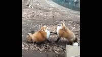 15179816527520.webm