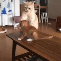 гифки-котэ-доминируй-властвуй-унижай-5691089.gif