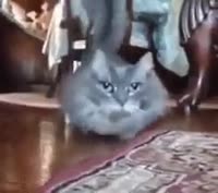 1447865400323.mp4