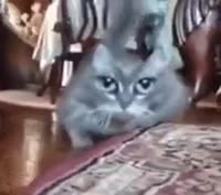 1530956834836.mp4