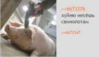OpqqMgV2mXU[1].jpg