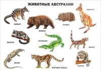 zhivotnye-avstralii-opisanie-nazvaniya-i-osobennosti-zhivot[...].jpg