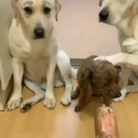 #lm.mp4