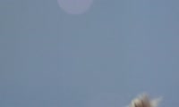 15669252887410.webm