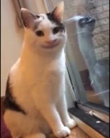15554027447120.mp4