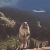15812232685371.mp4