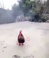 15755744112673.webm
