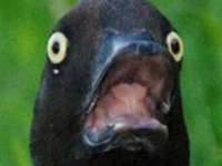 image.jpeg