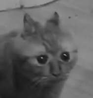 pk.jpg