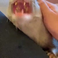 154413461716632295.webm