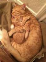 котэ-личинка-котэ-мамка-5479543.jpeg