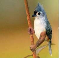 birds-with-arms-121.jpg