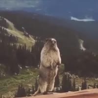 videoplayback56.mp4