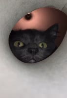 15832704220450.mp4