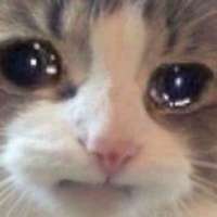 cat.jpg