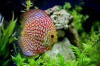 diskus-ravnopolosyj-symphysodon-aequifasciatus-vneshnij-vid.jpg