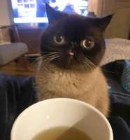 image.jpeg