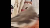14955012938650.webm
