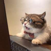 cat11.jpg