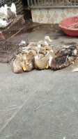15913778267560.webm