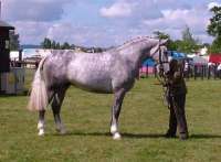 Silversons-Theodore-stood-up-at-show-as-a-3yr-old-magnifice[...].jpg