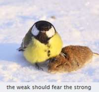 weakandstrong.png