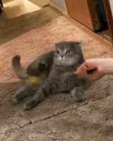 1354994152682.gif