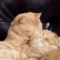 15938768546230.gif