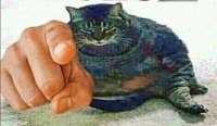 fatcatpointing.jpg