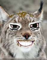 coolynx.jpg