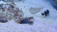 1573891610060.webm